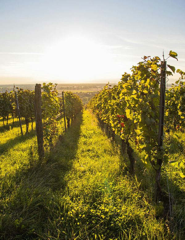 TRACK-ACCUEIL-PROVENCE-SIGNATURE Portrait d’un cycliste professionnel concentré en plein effort, équipé du maillot French Cyclard – STUDIO M2X photographie de sport